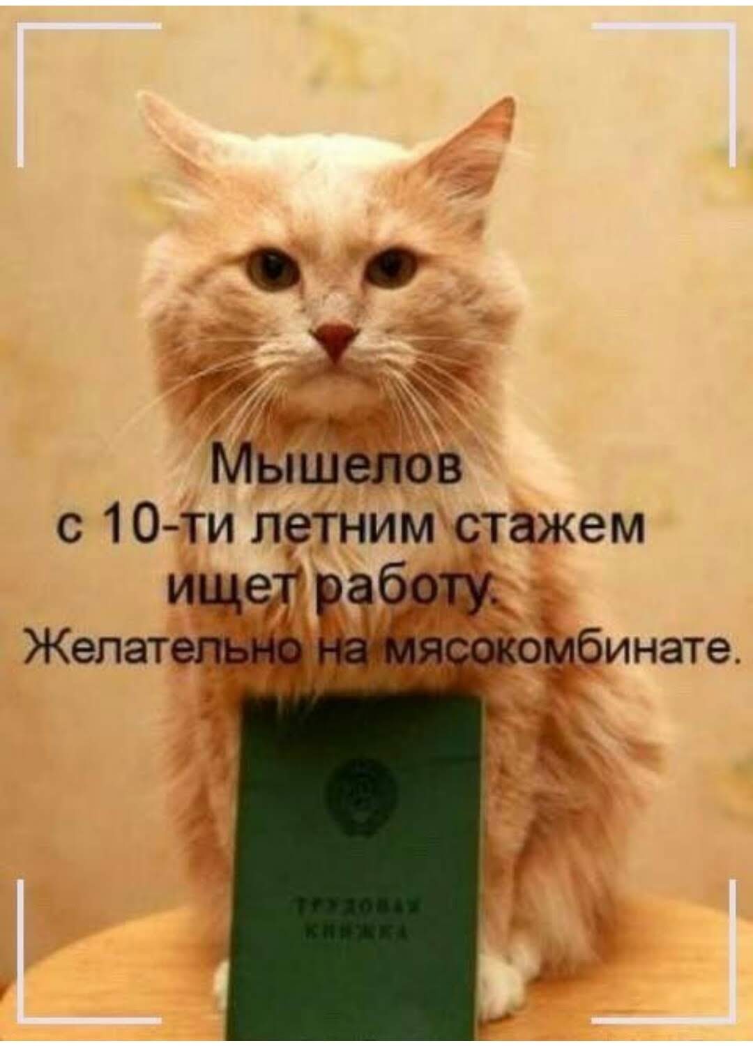 Смешные цитаты с котами