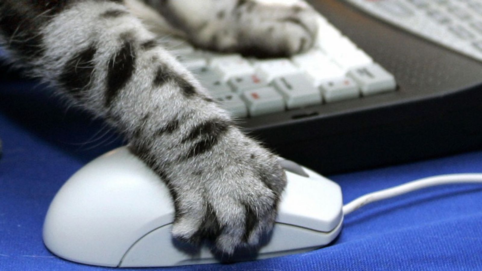 Играть лапки. Кошка и компьютерная мышь. Красивые компьютерные мышки. Кот и компьютерная мылка. Кошка с компьютерной мышкой.