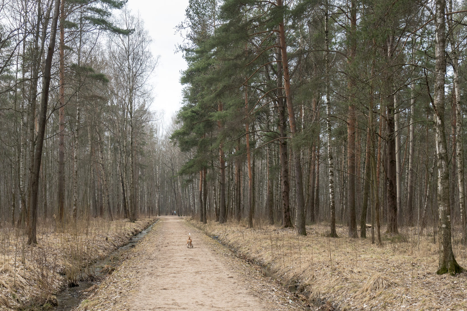 сосновая поляна в санкт петербурге