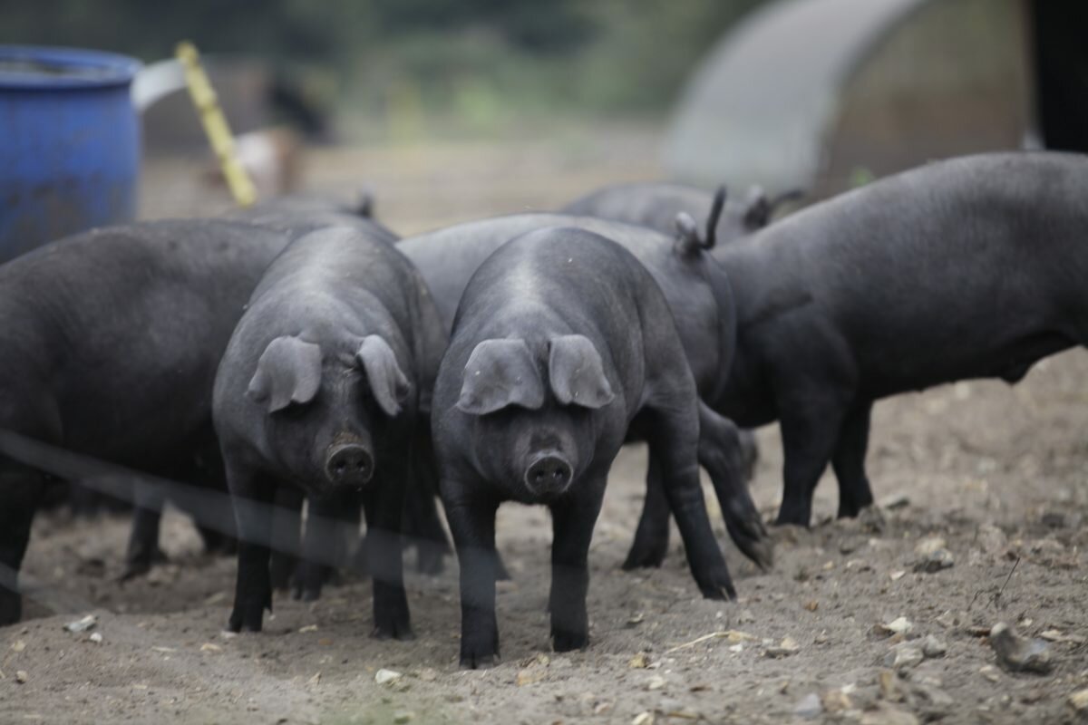 Крупная черная порода. Порода свиней Блэк. Корнуэльская порода свиней. Крупная черная свинья. Чёрная свинья порода.