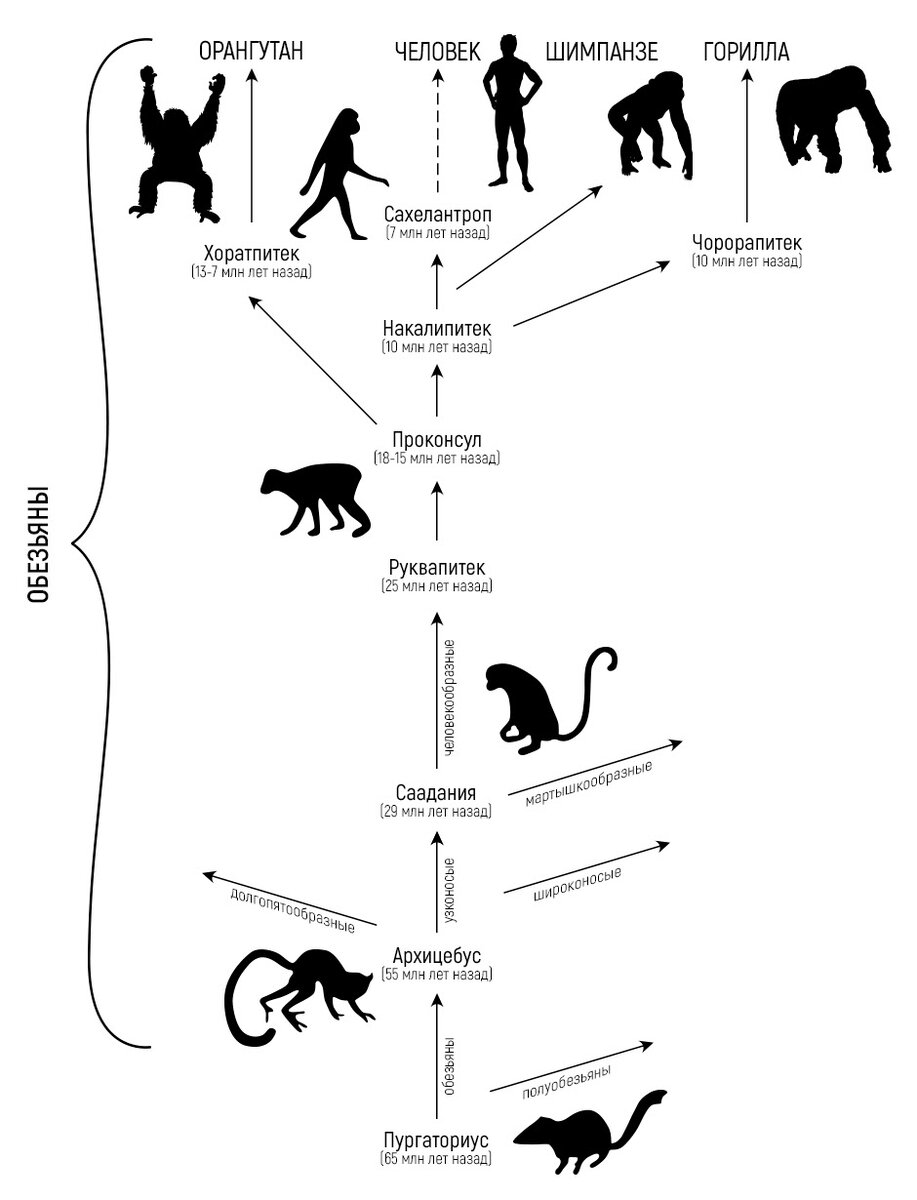 Общий предок шимпанзе. Эволюционное Древо приматов и человека. Схема эволюционного развития приматов. Эволюционный путь развития приматов схема. Схема происхождения и эволюции человека.