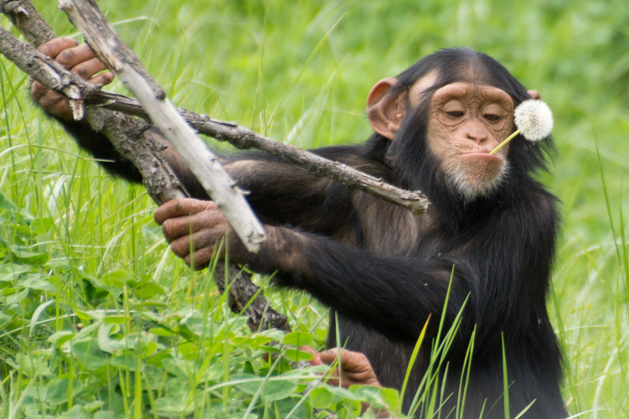 Деятельность человекообразных обезьян. Обезьяна. Обезьяна с палкой. Шимпанзе. Обезьяна шимпанзе.