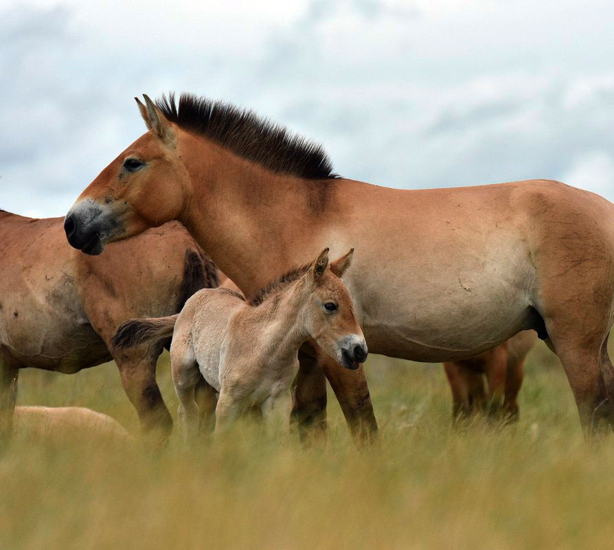 Лошадь пржевальского фото. Лошадь Пржевальского Equus przewalskii. Пржевальский Николай Михайлович лошадь. Лошадь Пржевальского жеребенок. Дикая лошадь Пржевальского.