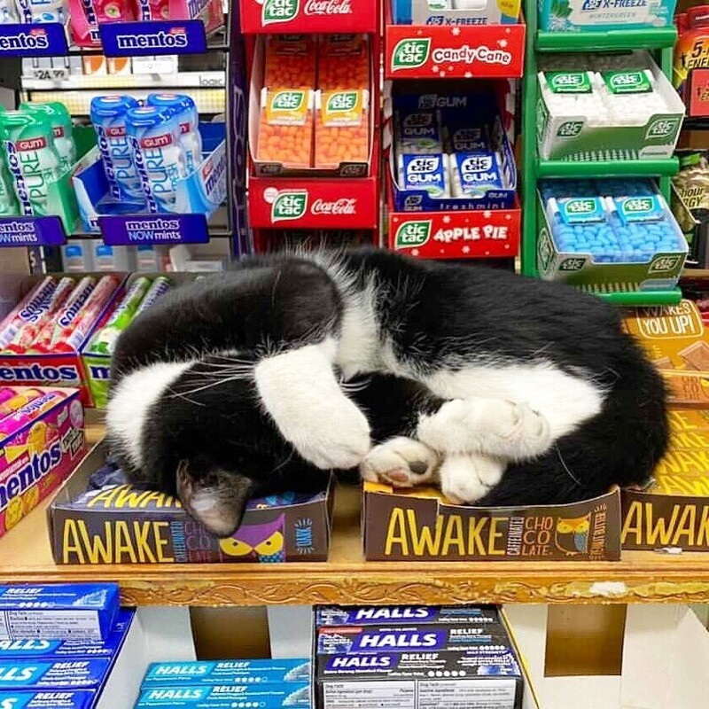 Где сат. Кошечка за прилавком магазина. Фото где кошки живут на прилавках спят в магазинах. Котенок с пивом.