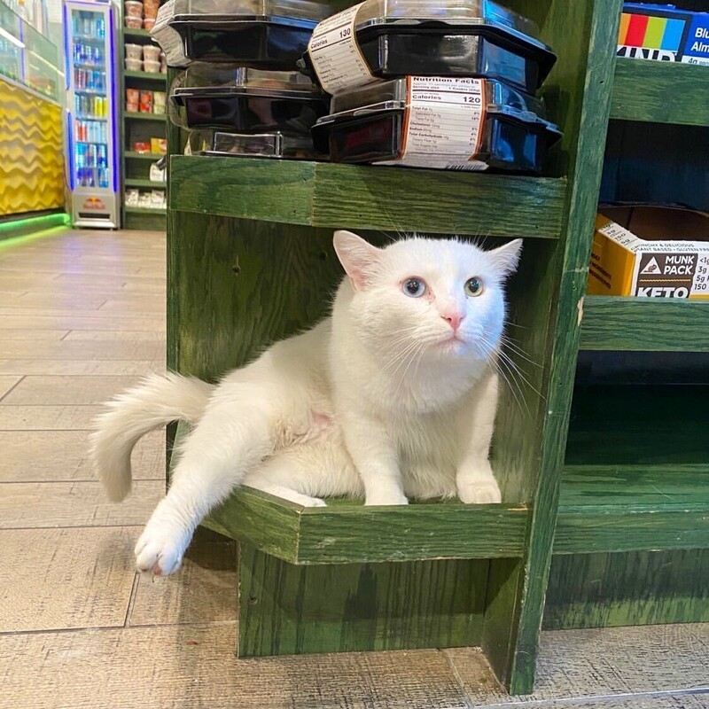Где сат. Кошка в магазине. Кот на прилавке. Коты захватили магазин. Кот на прилавке магазина.