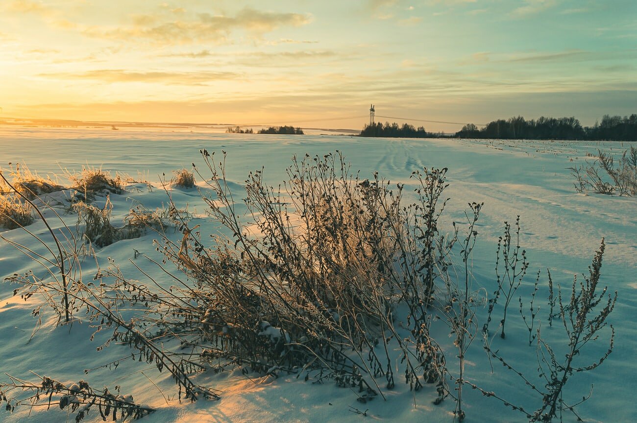 В поле утром зимой