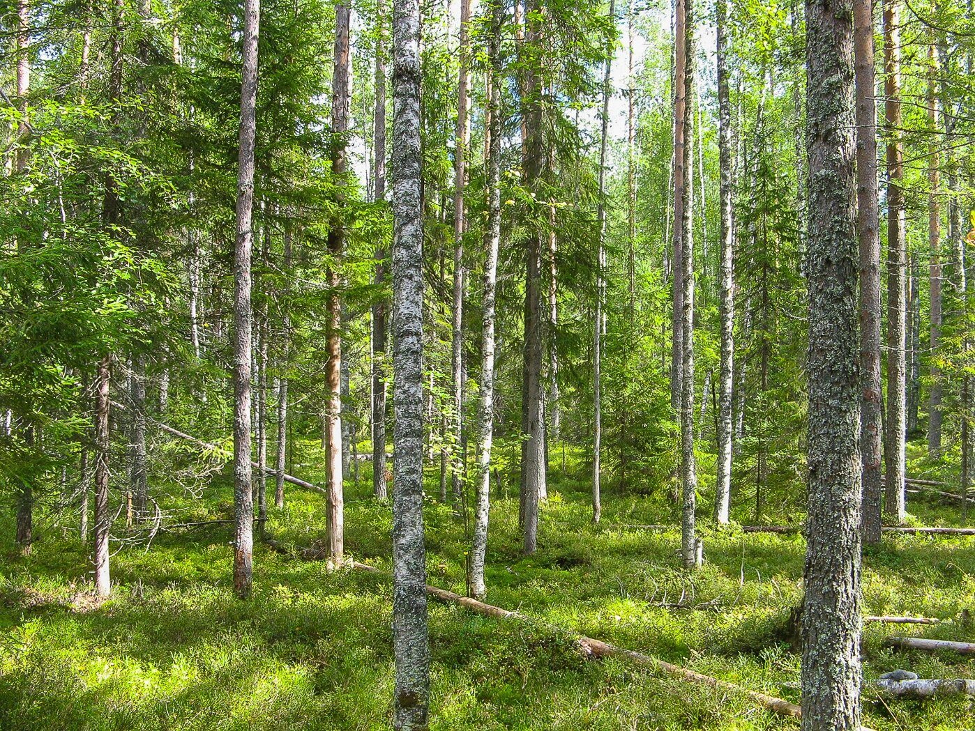 Хвойные леса Нижегородской области