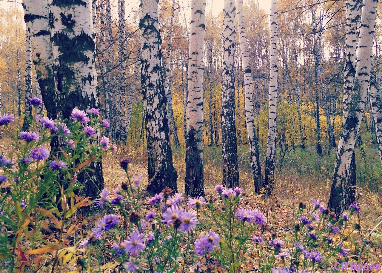 Осень какая трава. Багульник в березовой роще. Фотопейзажи Сергея Краева. Березовая роща пижма.