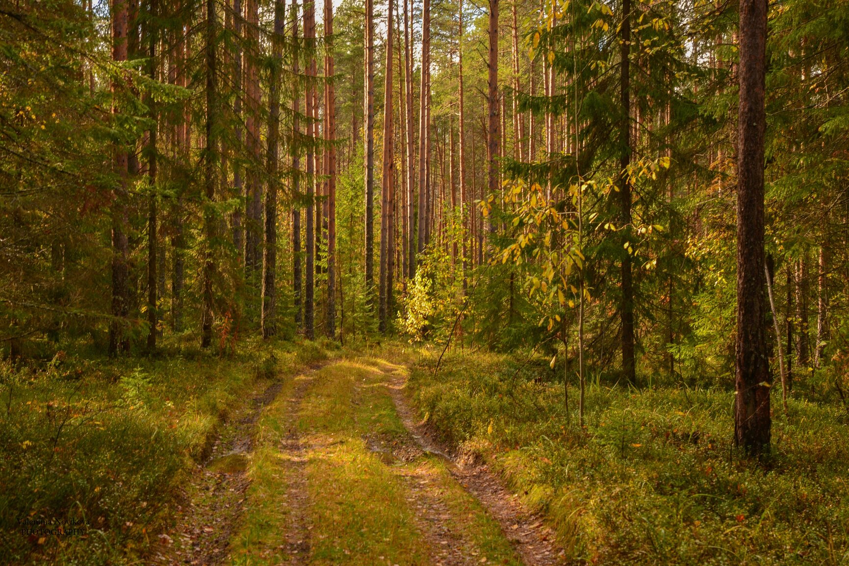 Дорога лес Россия