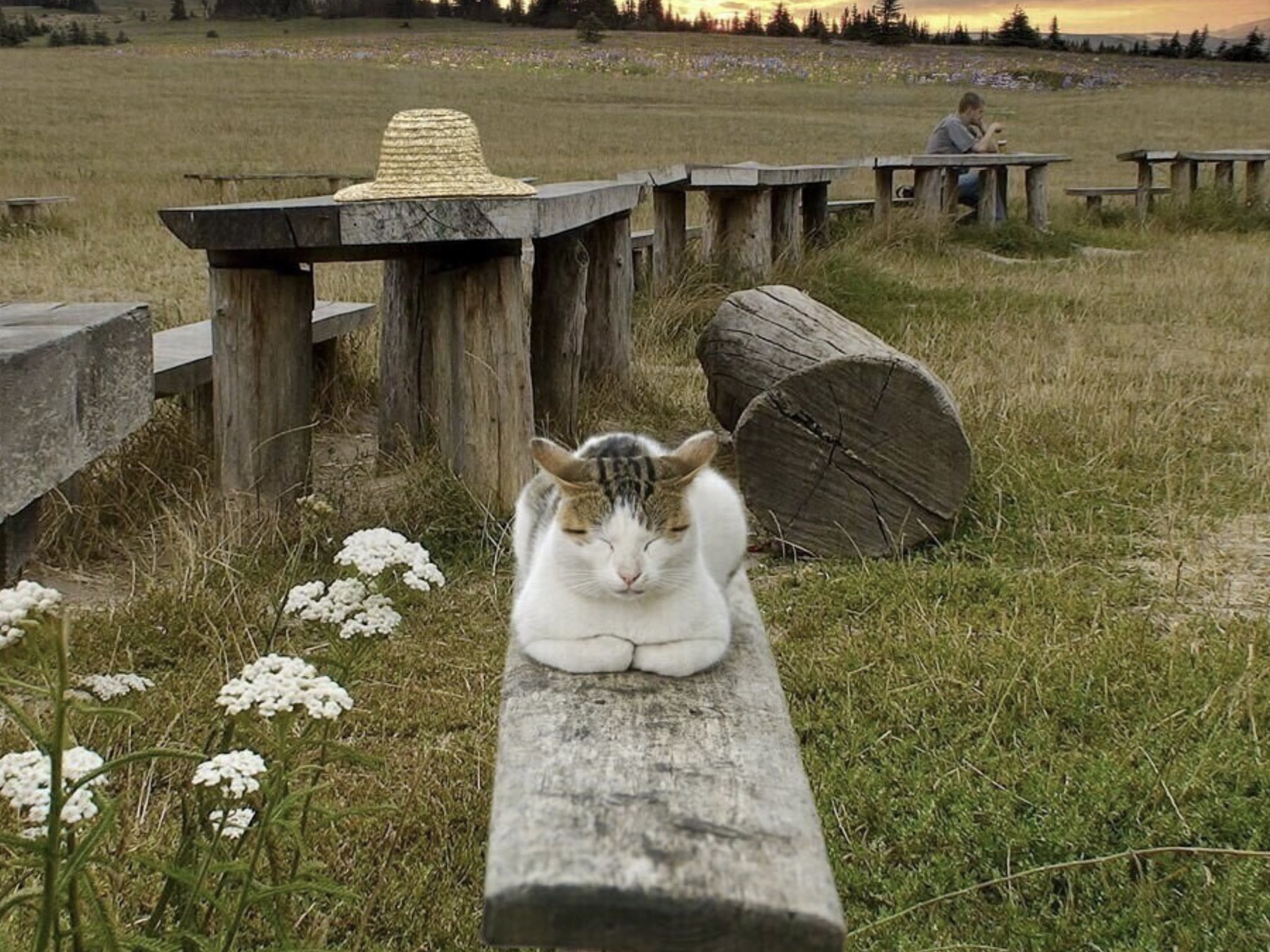 Кот медитирует