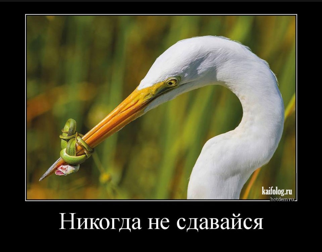 Никогда не сдавайся. Никогда не сдавайся демотиватор. Демотиваторы не сдавайся. Никогда не сдавайся картинки.