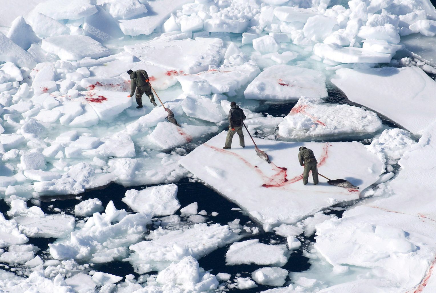 Добыча января. Охота на тюленей в Канаде.