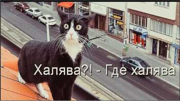 «Не нужны ни в каком качестве…»