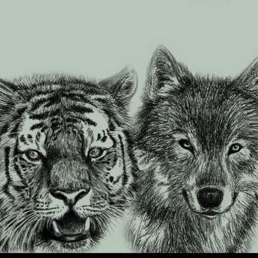 Тигр волк лиса