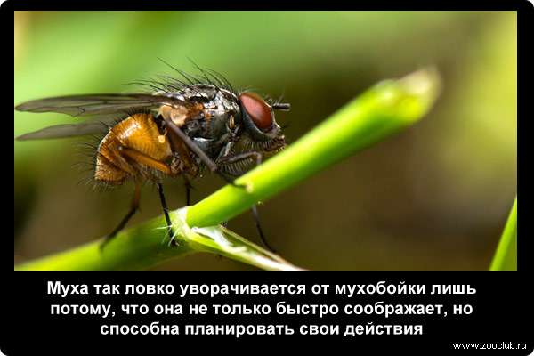 Какая вы муха. Цитаты про мух. Высказывания про муху. Цитата про муху. Интересные факты о мухах для детей.