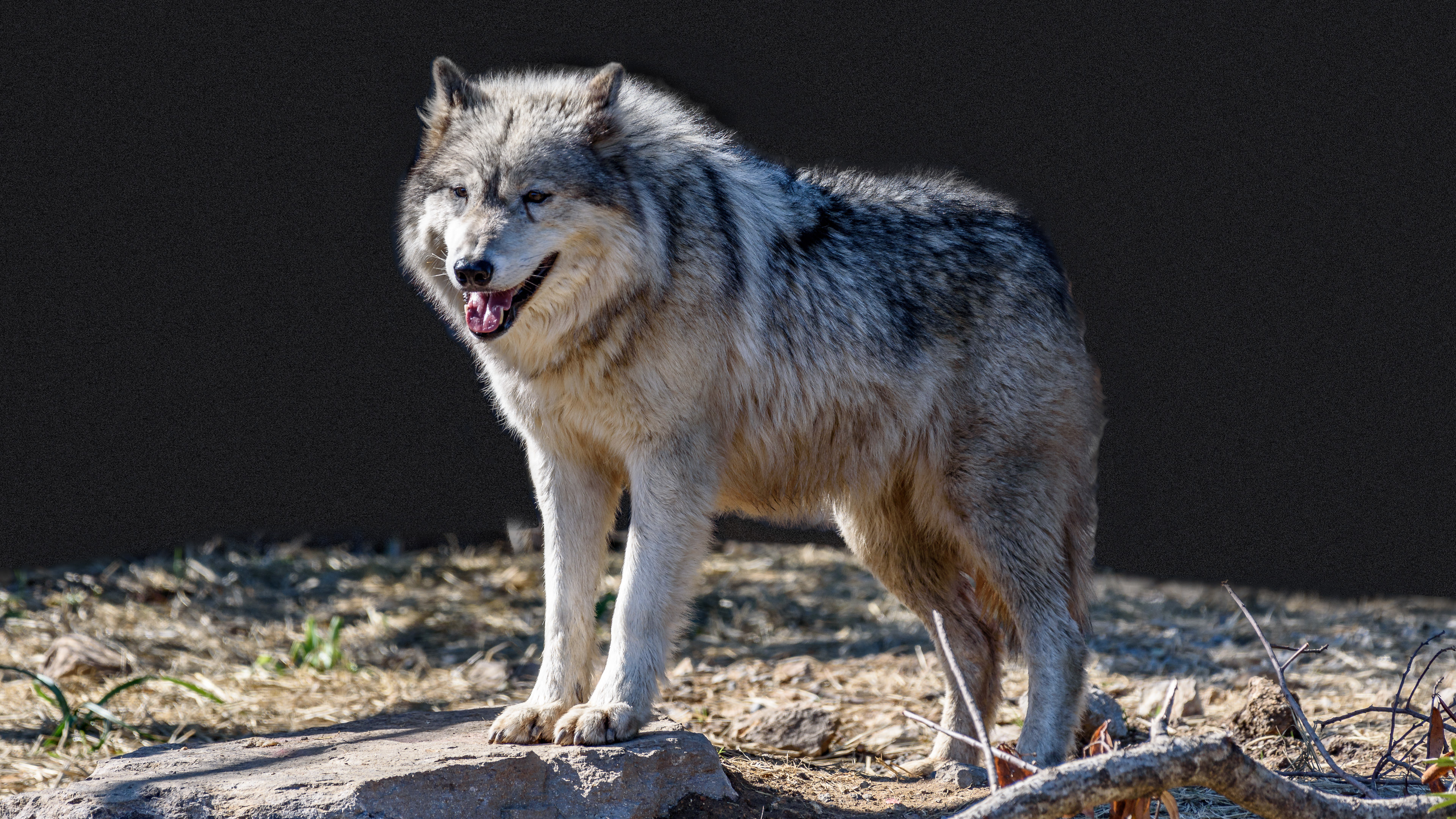 Волк евразии. Степной Сибирский волк. Матерый волк. Волк серый. Изображение волка.