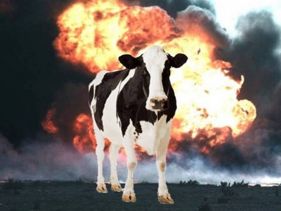 Сожгли красную корову. Огненная корова. Корова пукает.