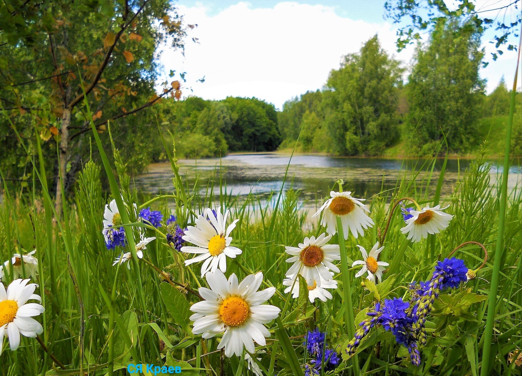 Какое будет лето июнь. Лето фотопейзажи Сергея Краева. Природа летом. Летний пейзаж. Красивое лето.