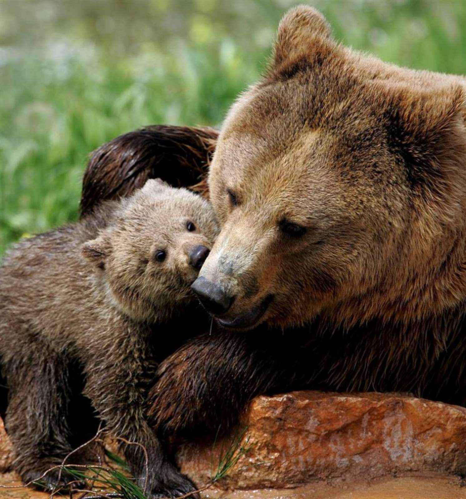 Толстая жизнь животных. Медведица с медвежатами. Медведицас медведатами. Медведь с медвежонком. Бурая Медведица с медвежатами.