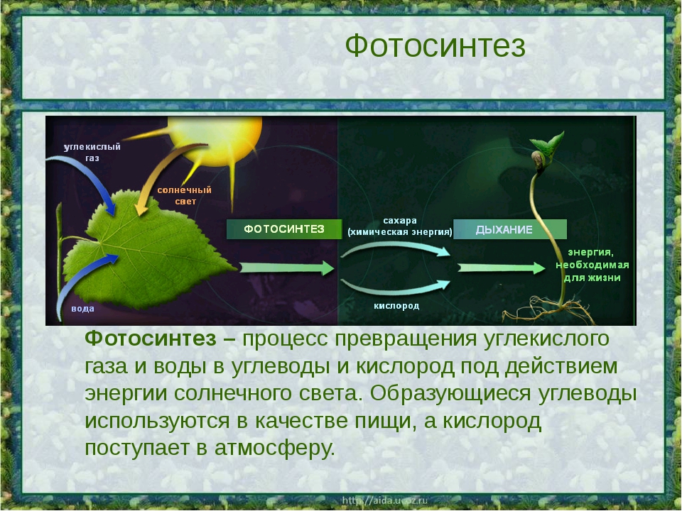 Распад растений. Процессы питания клетки фотосинтеза. Реакция фотосинтеза биология. Углекислый ГАЗ фотосинтез органические вещества. Фотосинтез выделение кислорода.