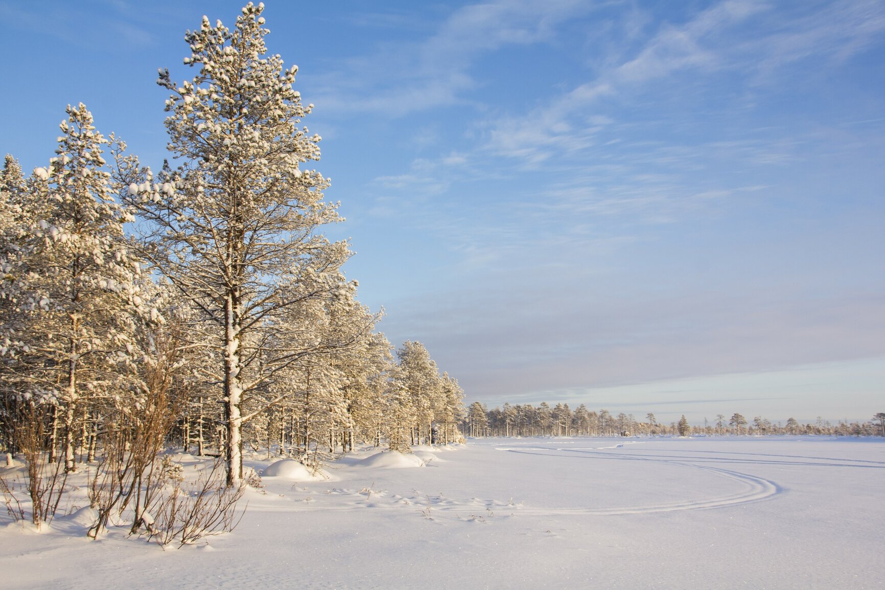 Северное хвойное. Красивые Северные сосны в поле зимой. Северная сосна. Февраль морозный и Солнечный примета. Финский город снег сосны.