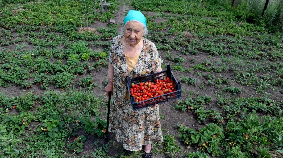 Бабушка собирает. Бабушка с клубникой. Старушка продает клубнику. Бабушка продает ягоды. Бабушка с ягодами.