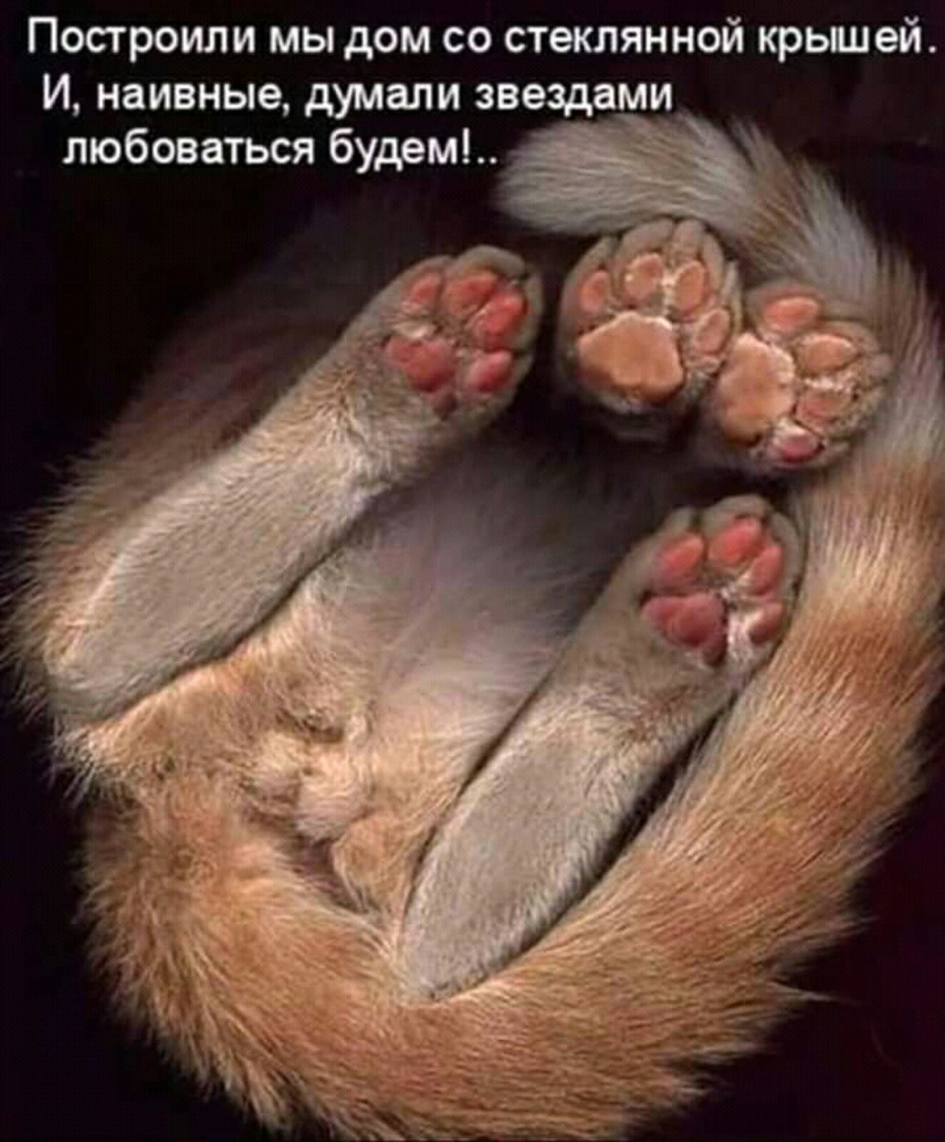 Задние лапки кошки