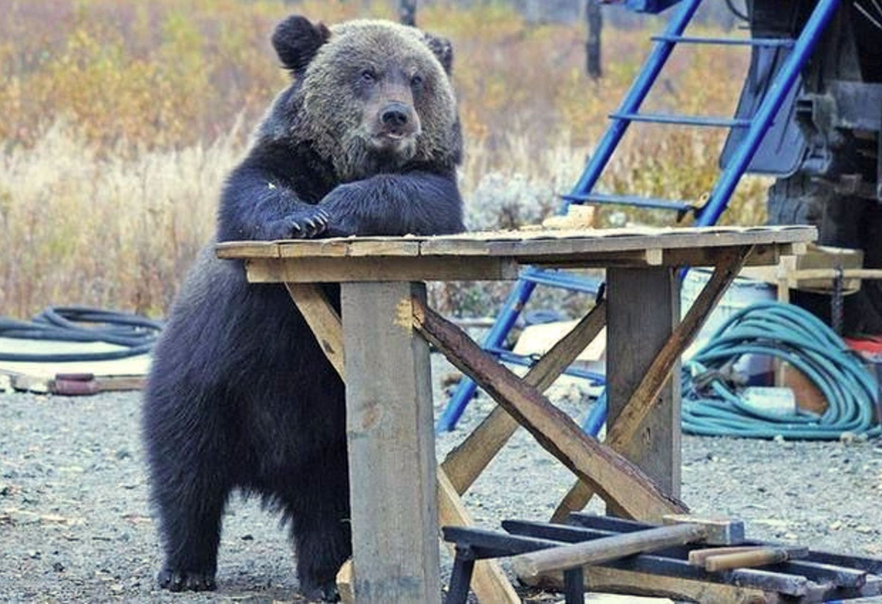Прикольный медведь