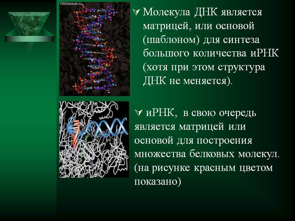 Что является молекулой. Матрица для синтеза ДНК. ДНК матрица для синтеза белка. Молекулы ДНК матрицы для синтеза белков. Является матрицей для синтеза ДНК.