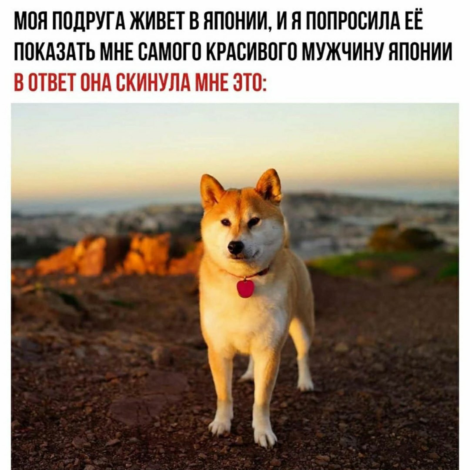 Кац собаки мем откуда