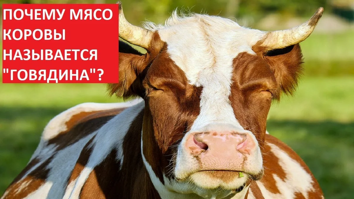 Почему мясо коров называют. Почему корову называют говядиной. Почему мясо коровы называют говядиной. Почему мясо коров и Быков называют говядиной.