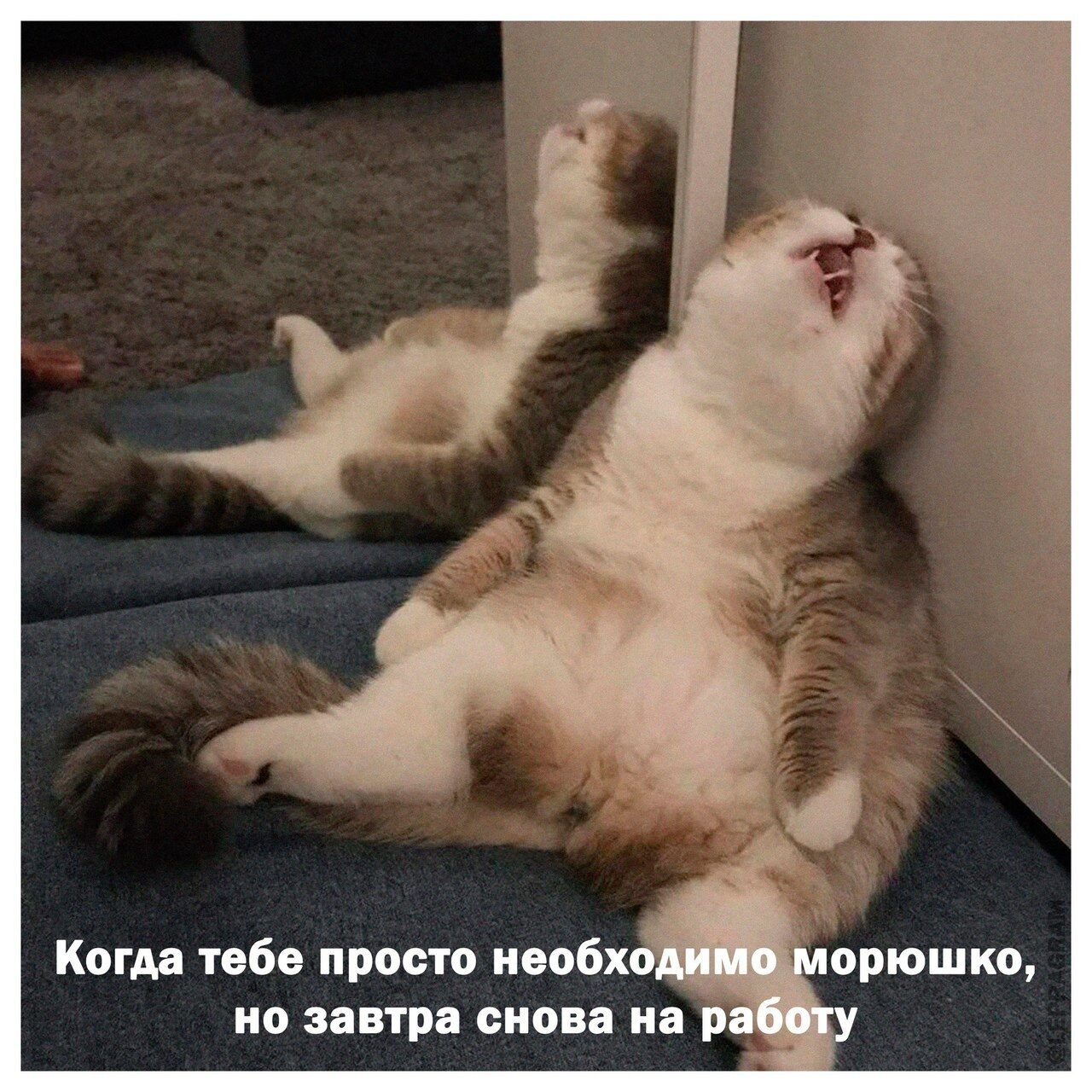 Замученный котик