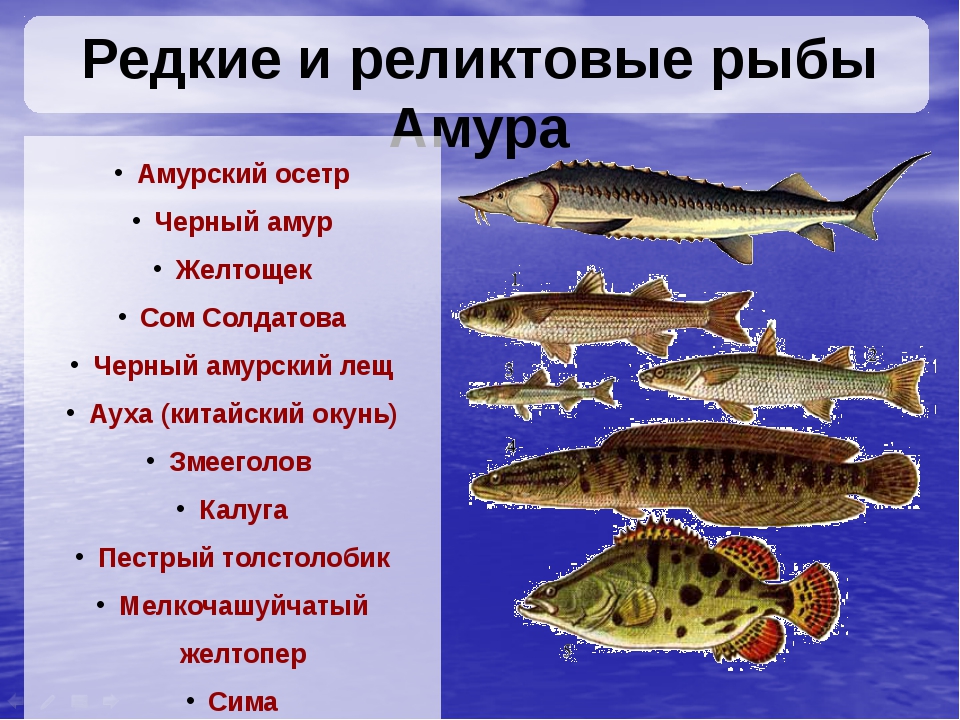 Виды рыб в амуре названия и фото