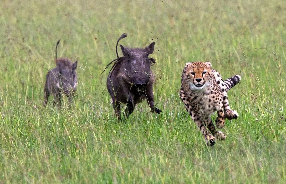Самка гоняет самца. Бородавочник Африканский Саванна. Леопард охотится на бородавочника. Африканский бородавочник и сурикат. Кабан бородавочник хищник.