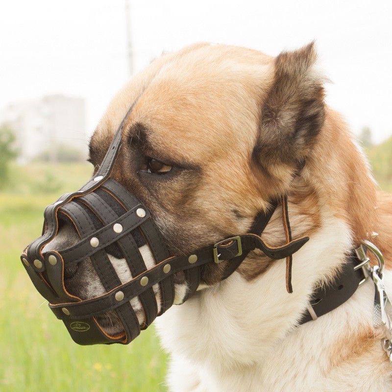 Намордник для добермана. Какие собаки должны быть в наморднике 2023. Намордник для собак. Намордник гаппай для добермана. Намордник для немецкой овчарки.