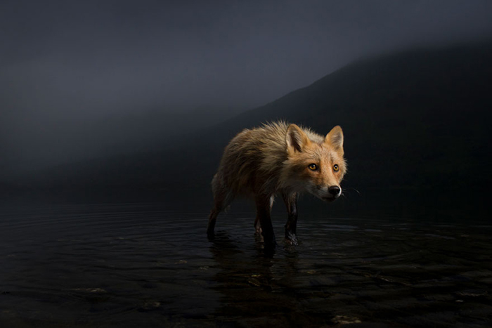 Победители конкурса Wildlife Photographer Of The Year 2021 - фото 4