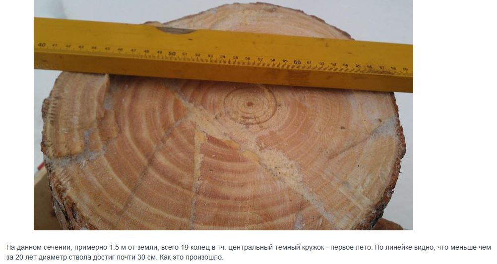 срез дерева. срез дерева текстура. годичные кольца древесины биология. годичные кольца древесины. дуб черешчатый спил.