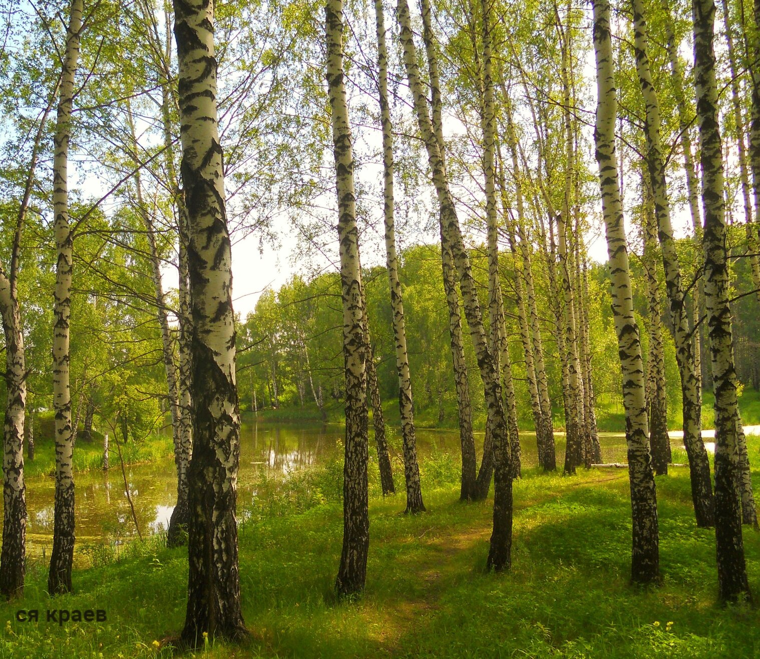 Фото сергея краева