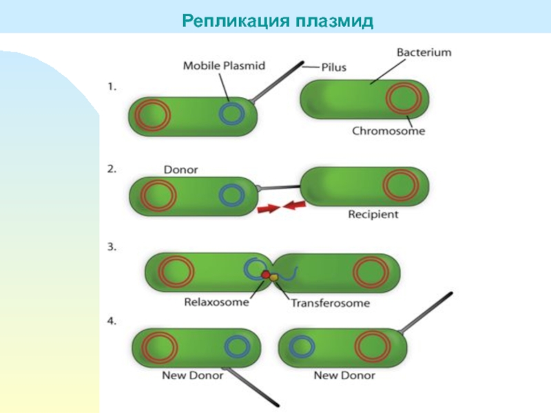 Гибридизация плазмид. Классификация плазмид микробиология. Репликация плазмиды. Строение плазмид бактерий. Репликация плазмид бактерий.