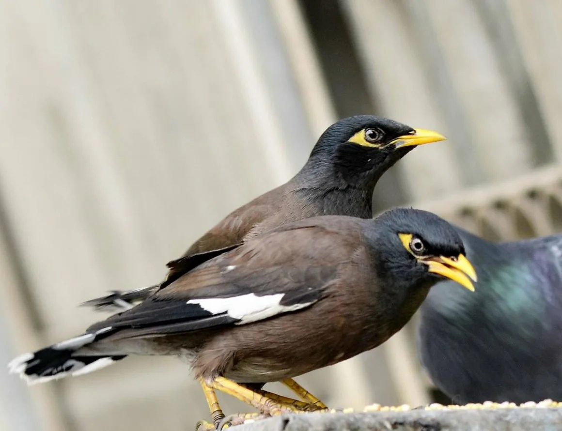 Обыкновенным образом. Майна (Acridotheres tristis). Майна обыкновенная (common Myna).. Майна саранчовый скворец. Хохлатая майна.