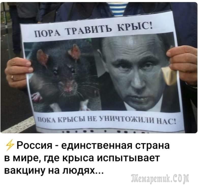 Путин крыса картинки