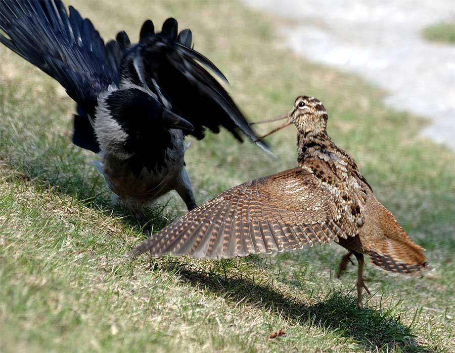 Woodcock. Вальдшнеп птица. Амамийский вальдшнеп. Вальдшнеп птица птенец. Американский вальдшнеп птица.