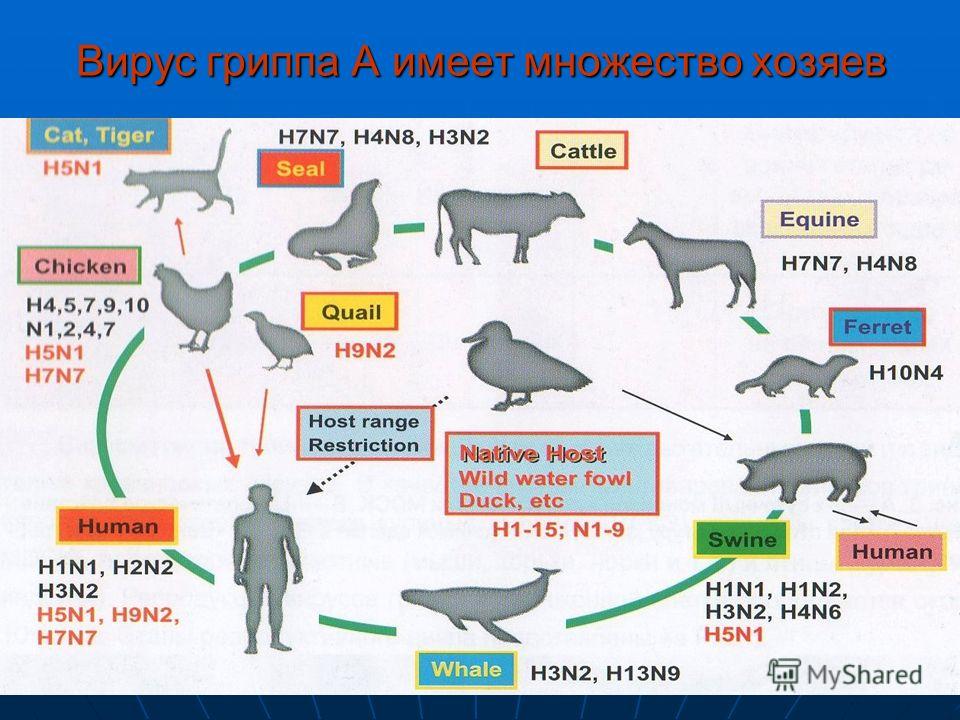 H 1 n 1. Грипп h1n1. Грипп h3n2 инкубационный период. Грипп а h1n1 источник инфекции. Грипп h3n2 симптомы.