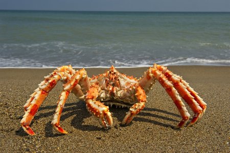 Наш костюм краба на Новогоднее представление. | Страна Мастеров