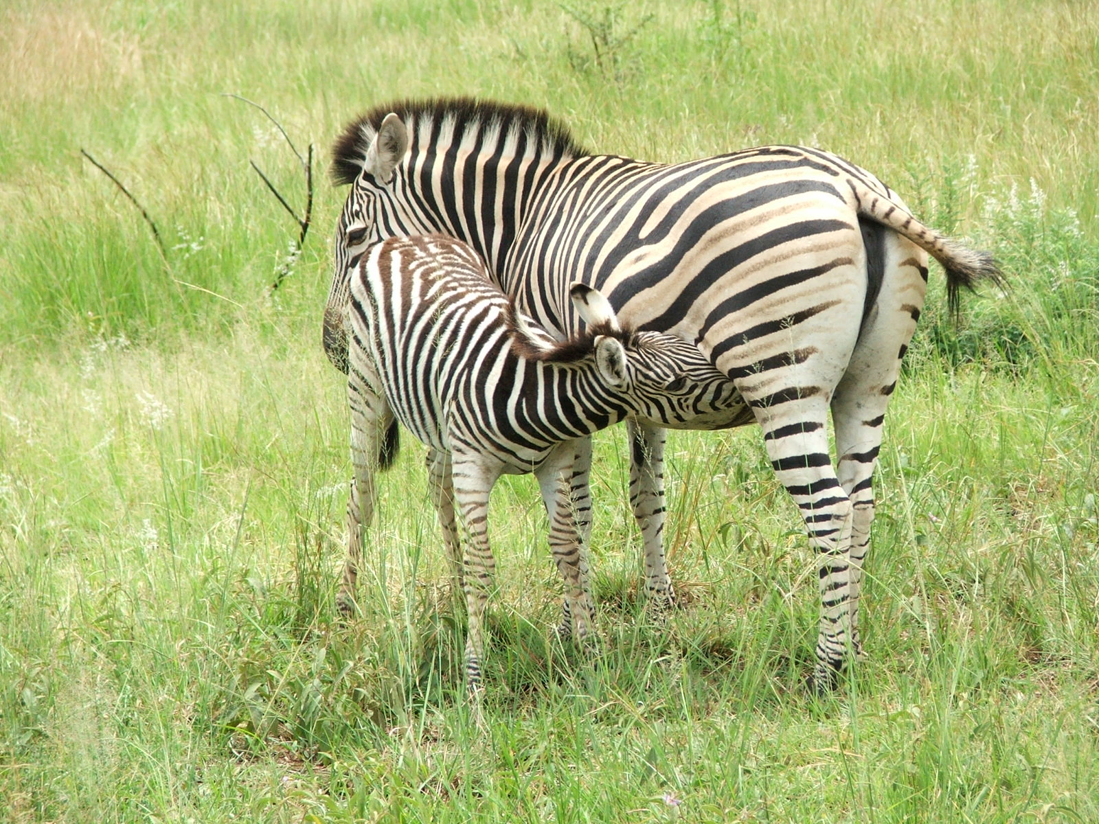 Спаривание зебр. Зебра самка. Зебра в Африке. Молоко зебры. Детеныш зебры.