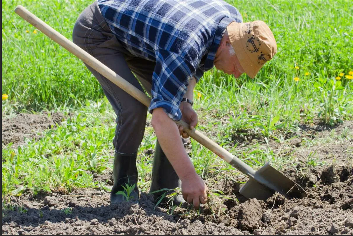 Нужно ли перекапывать землю. Лопата для огорода. Человек с лопатой в огороде. Копать огород. Мужчины с лопатой на огороде.