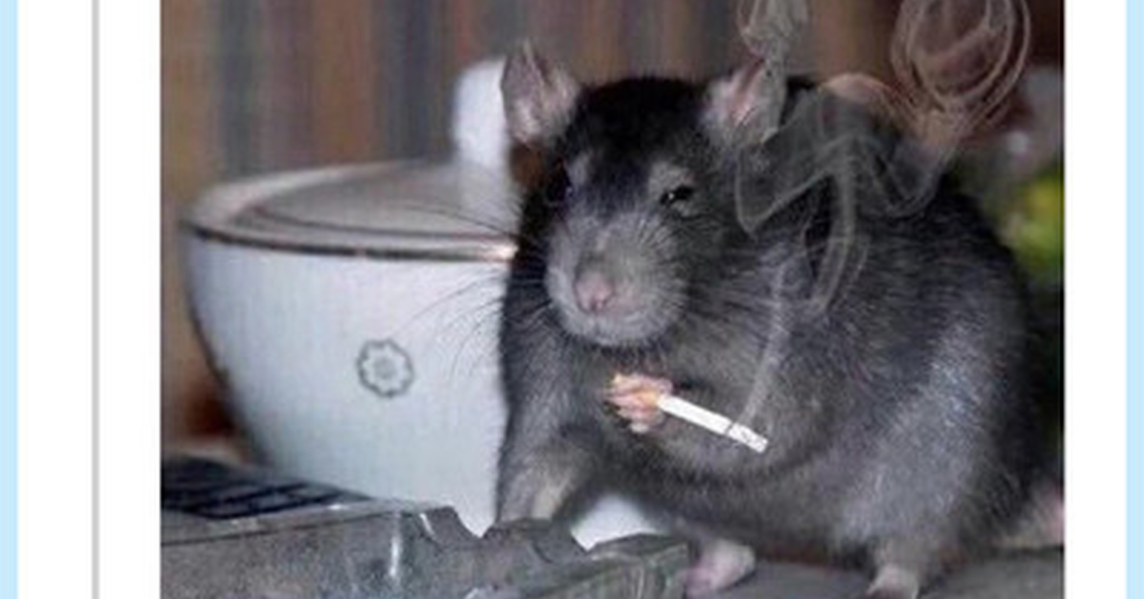 Мышь курит