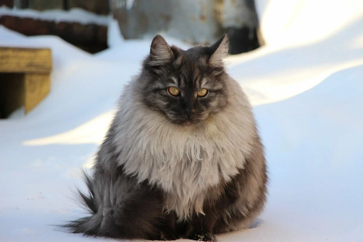 Сибирская кошка: Наш ответ мейн-куну. Русский вариант морозостойкой сверхпушистой породы - фото 3