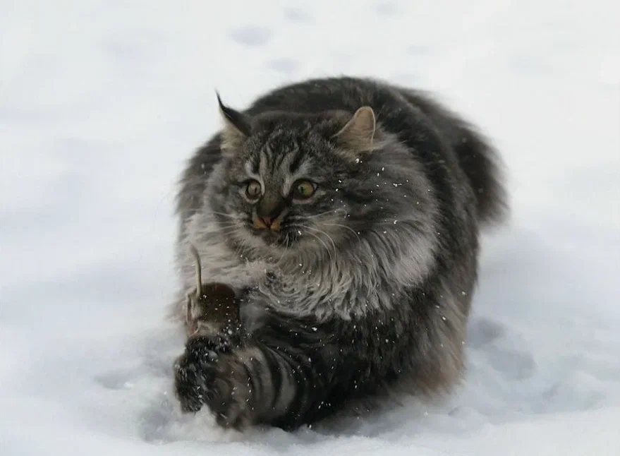 Сибирская кошка: Наш ответ мейн-куну. Русский вариант морозостойкой сверхпушистой породы - фото 4