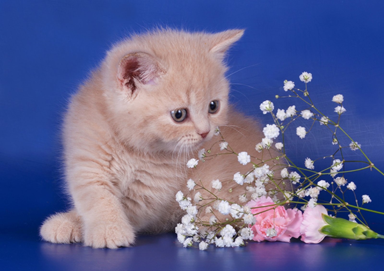 Кошка бесплатная живая. Красивые котята. Котенок с цветами. Британские котята с цветами. Милые котики и цветы.